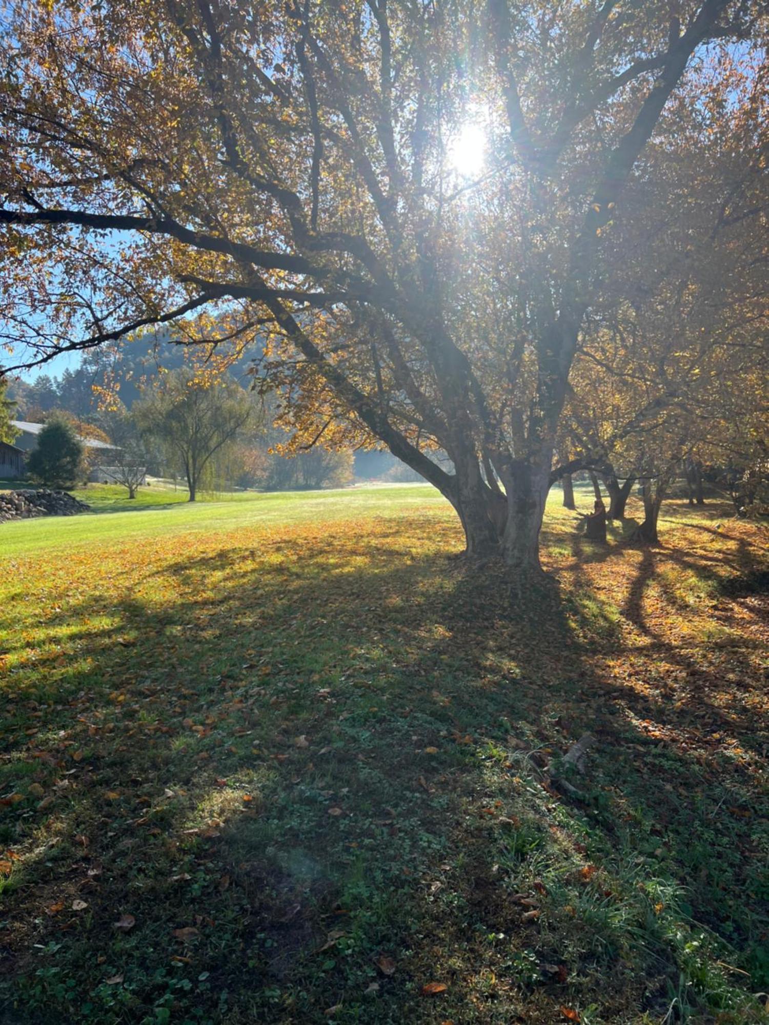 Firefly Fields 2-Acres With Guest House, Game Room, Mountain & River Views Sevierville Kültér fotó