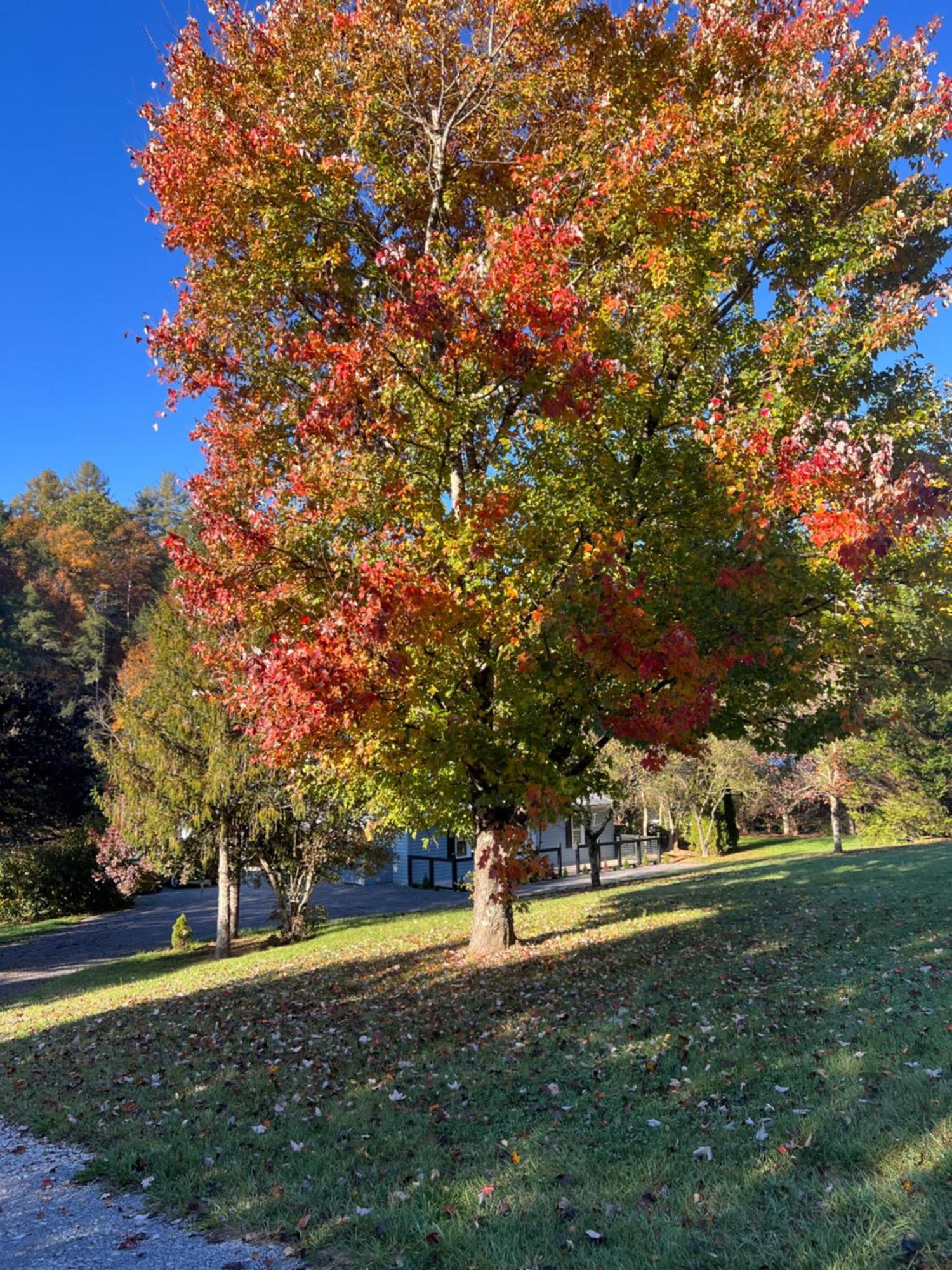 Firefly Fields 2-Acres With Guest House, Game Room, Mountain & River Views Sevierville Kültér fotó
